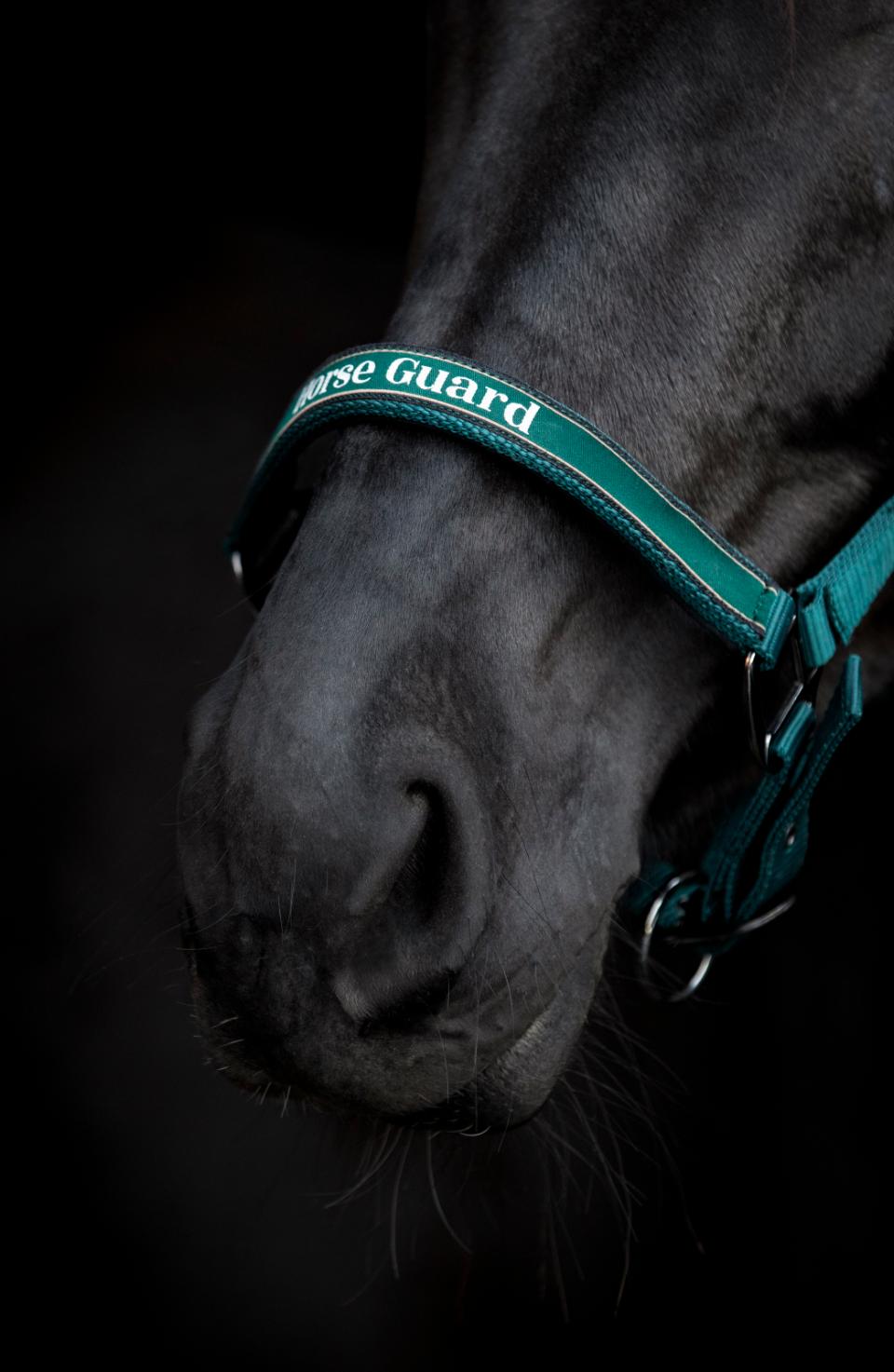 HorseGuard Sandra halter, FULL
