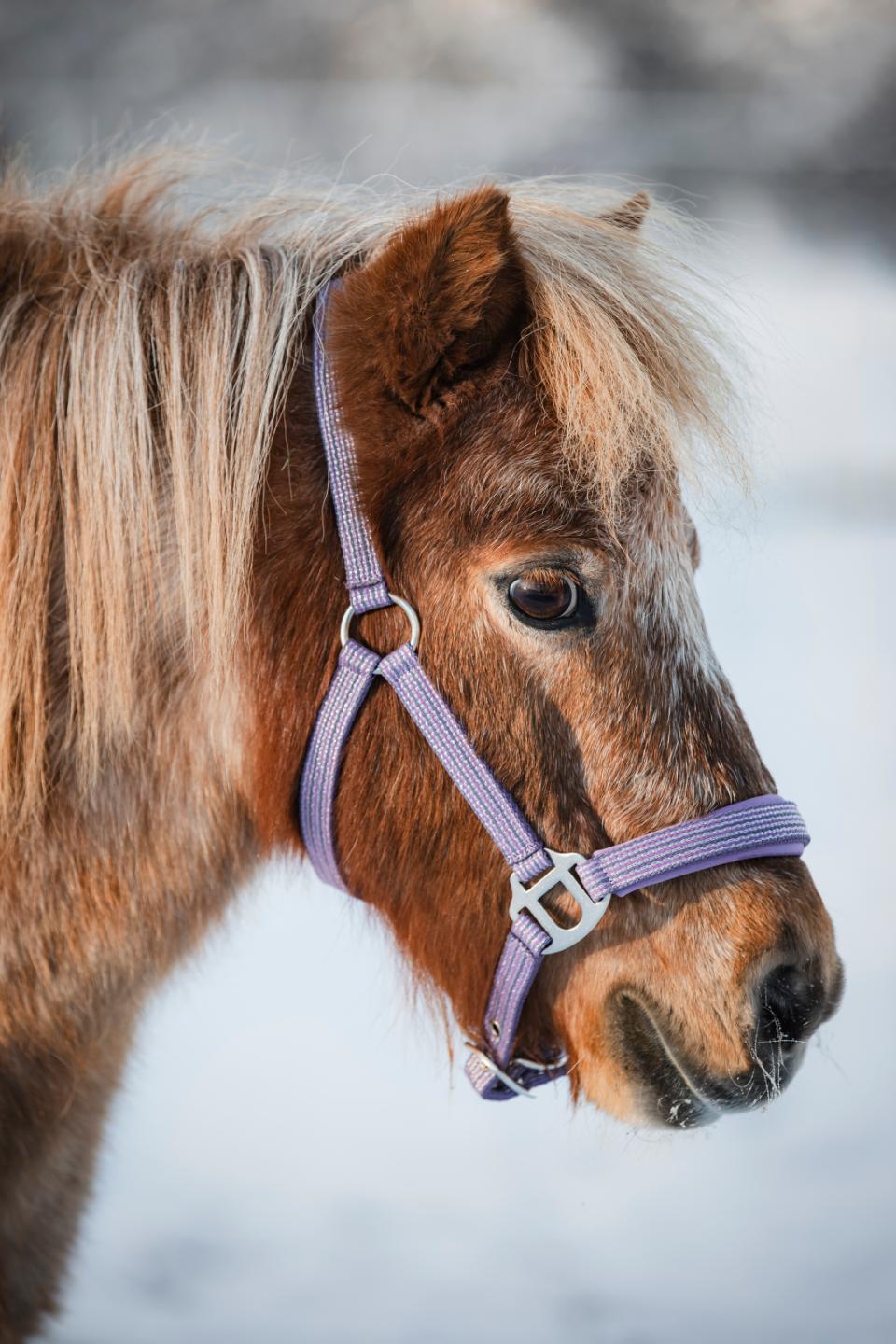HorseGuard Mascha halter, PONY