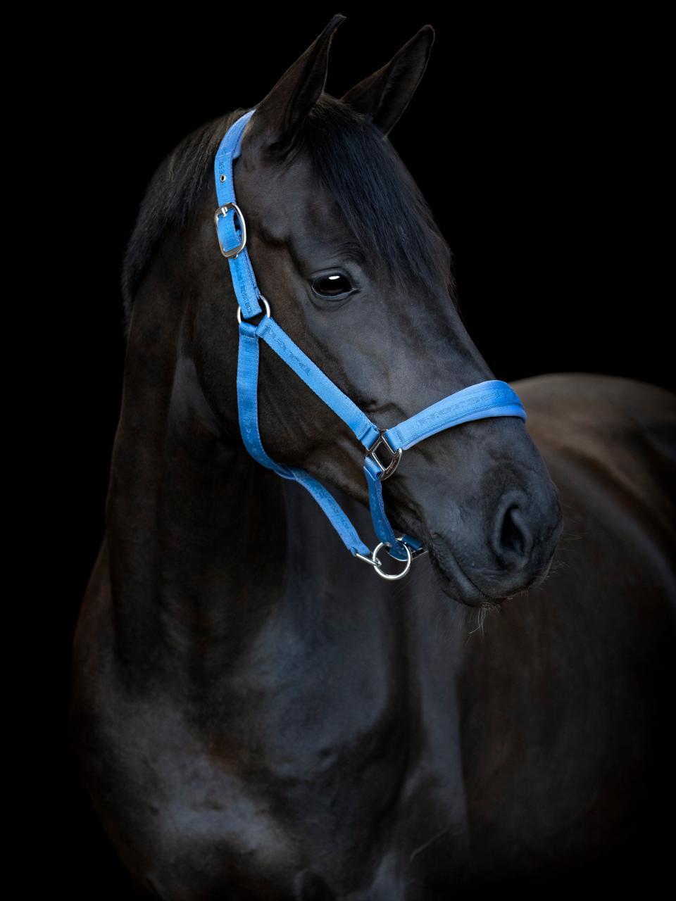 HorseGuard Diya halter 2.0, Pony, Coronet Blue
