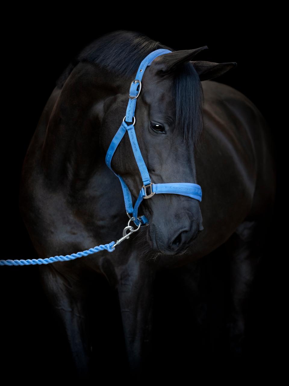 HorseGuard Diya halter 2.0, Pony, Coronet Blue