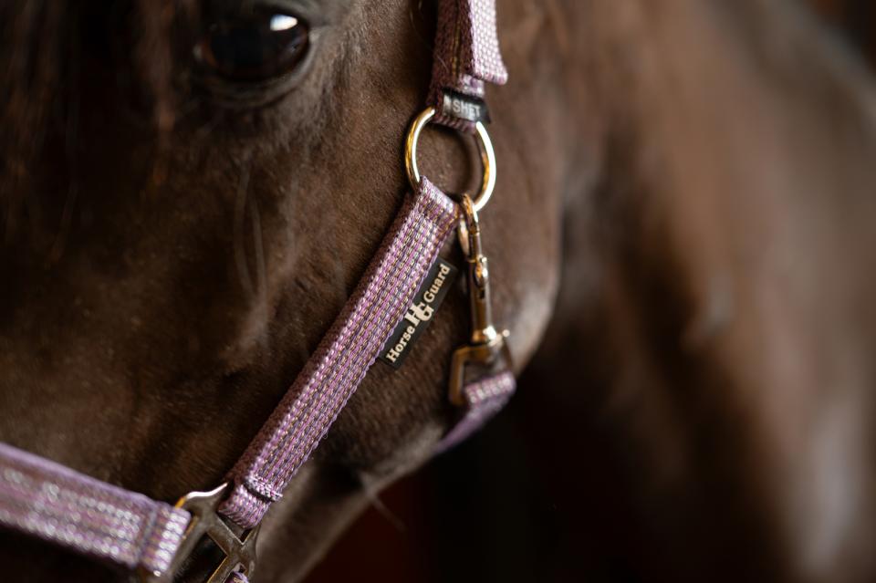 HorseGuard Mascha halter, PONY