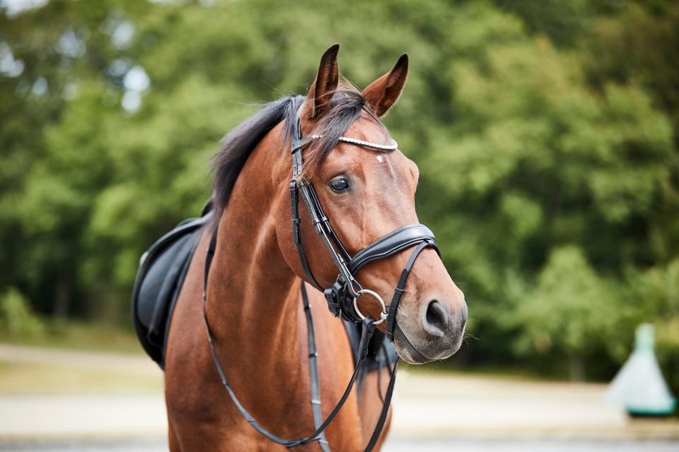 HorseGuard CRYLL 23.1 bridle w. flash and pull-back, black, XFULL