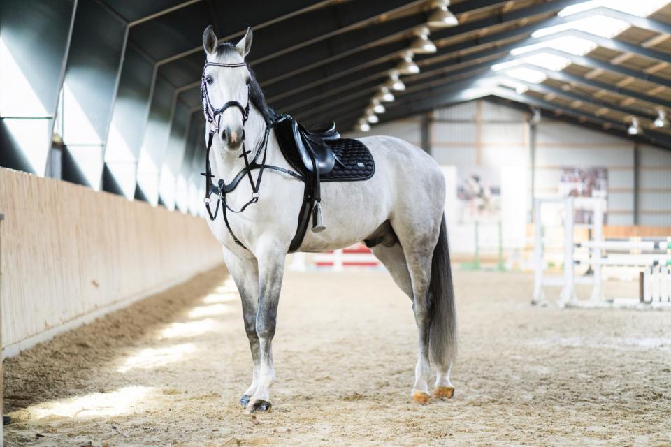 HG Kora saddle pad