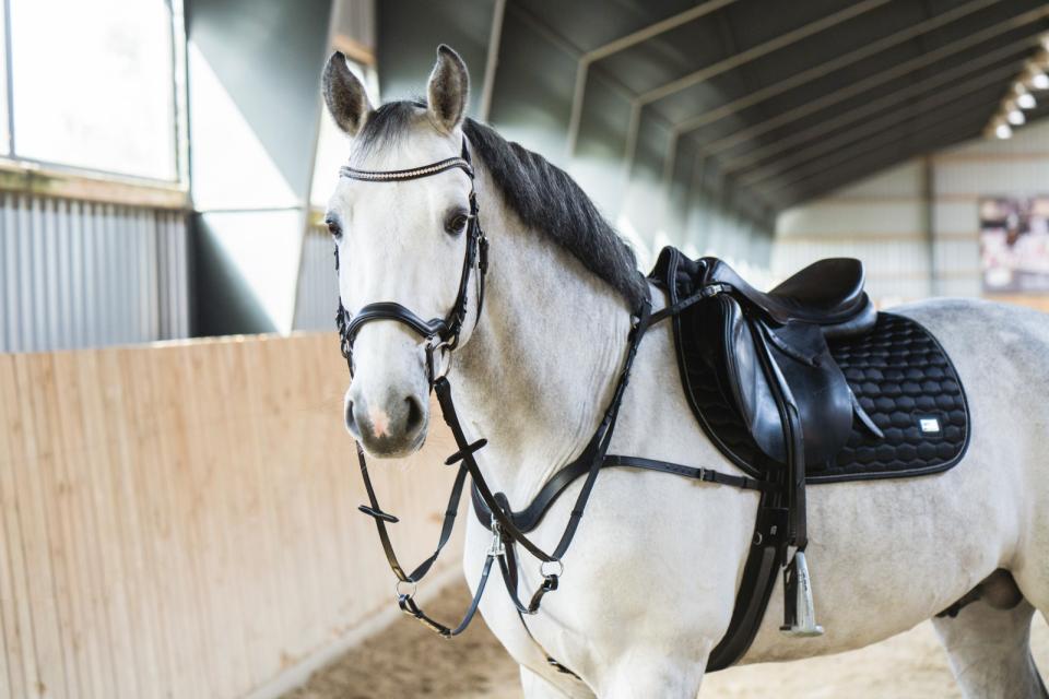 HG Kora saddle pad