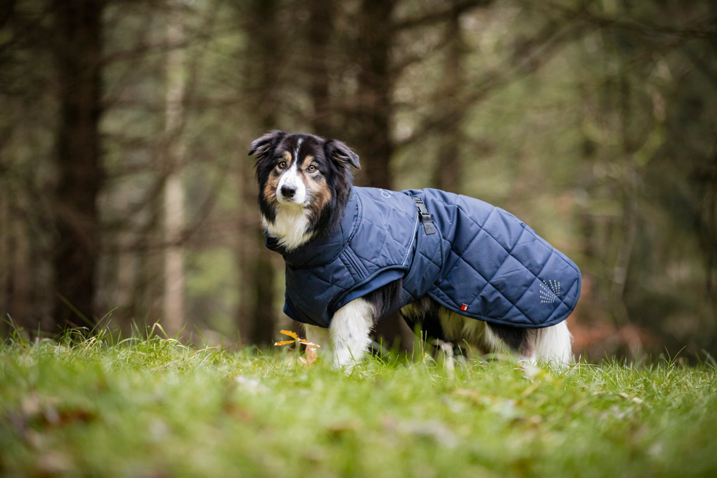 CATAGO Fir-Tech Trainer Dog rug