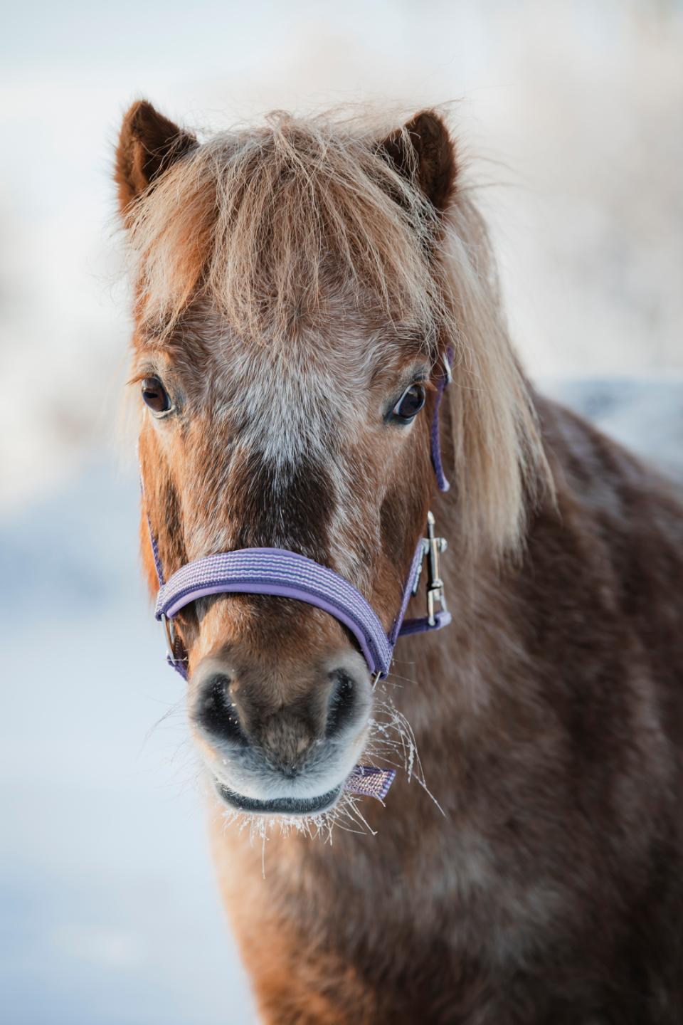 HorseGuard Mascha halter, PONY