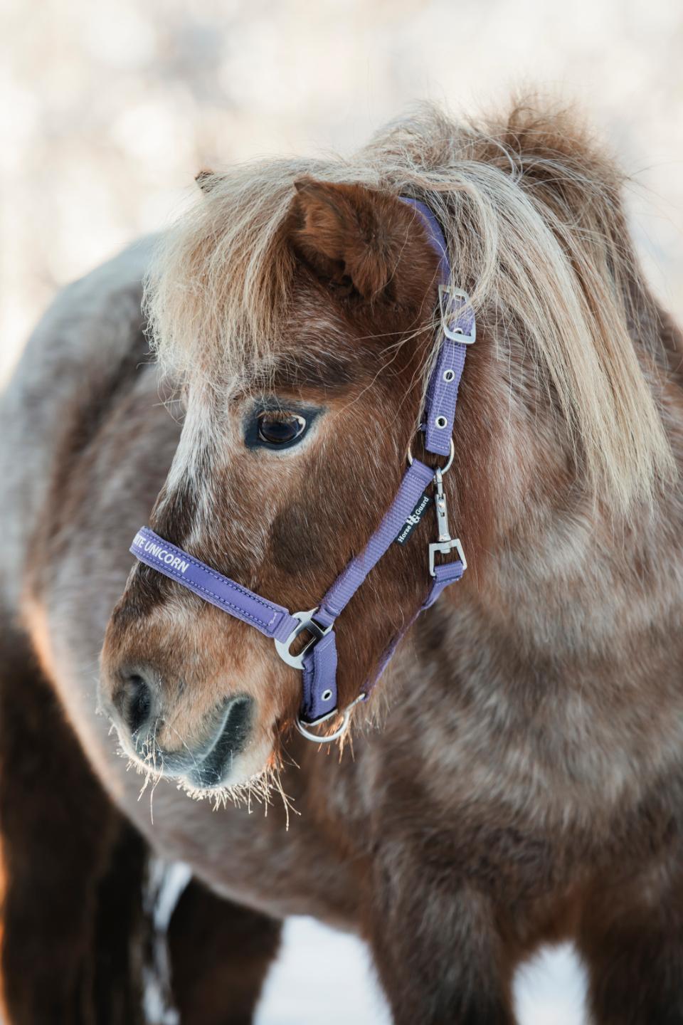 HorseGuard Malva halter, PONY, SHETLAND