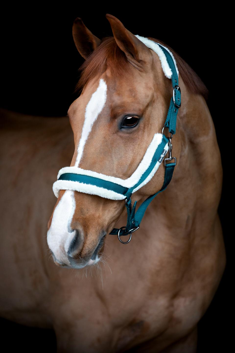 HG Anatomic halter with fur Darkest Spruce FULL