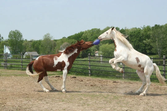 Jolly Ball