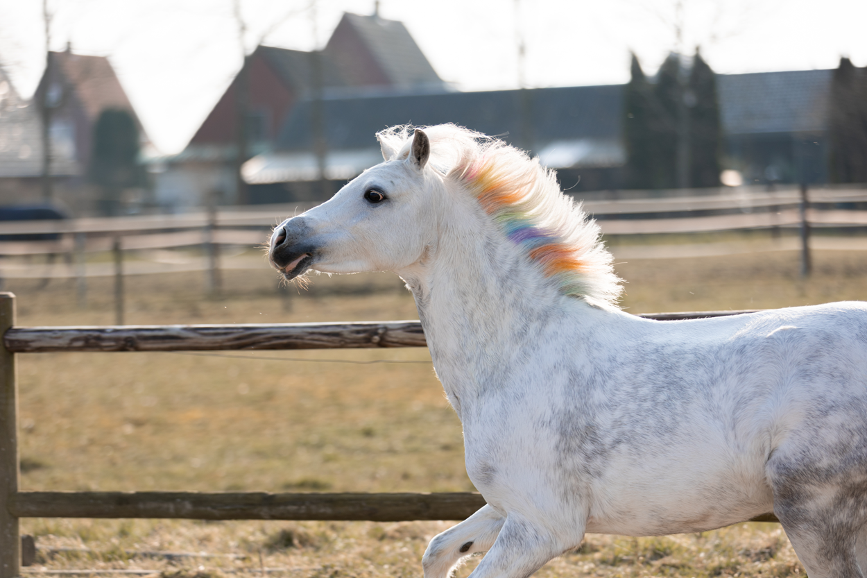 Lucky Horse Unicorn rainbow coloured chalk