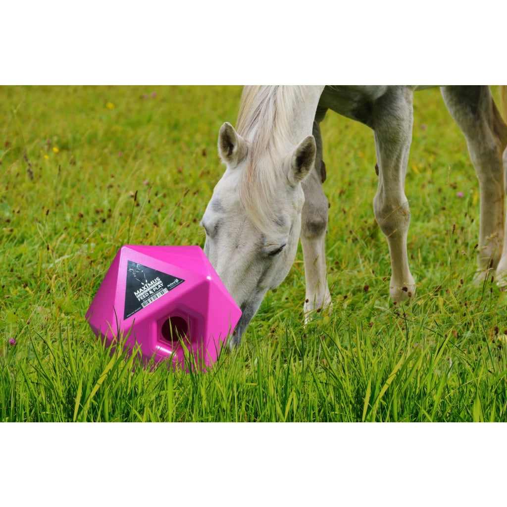 Maximus Feed & Play