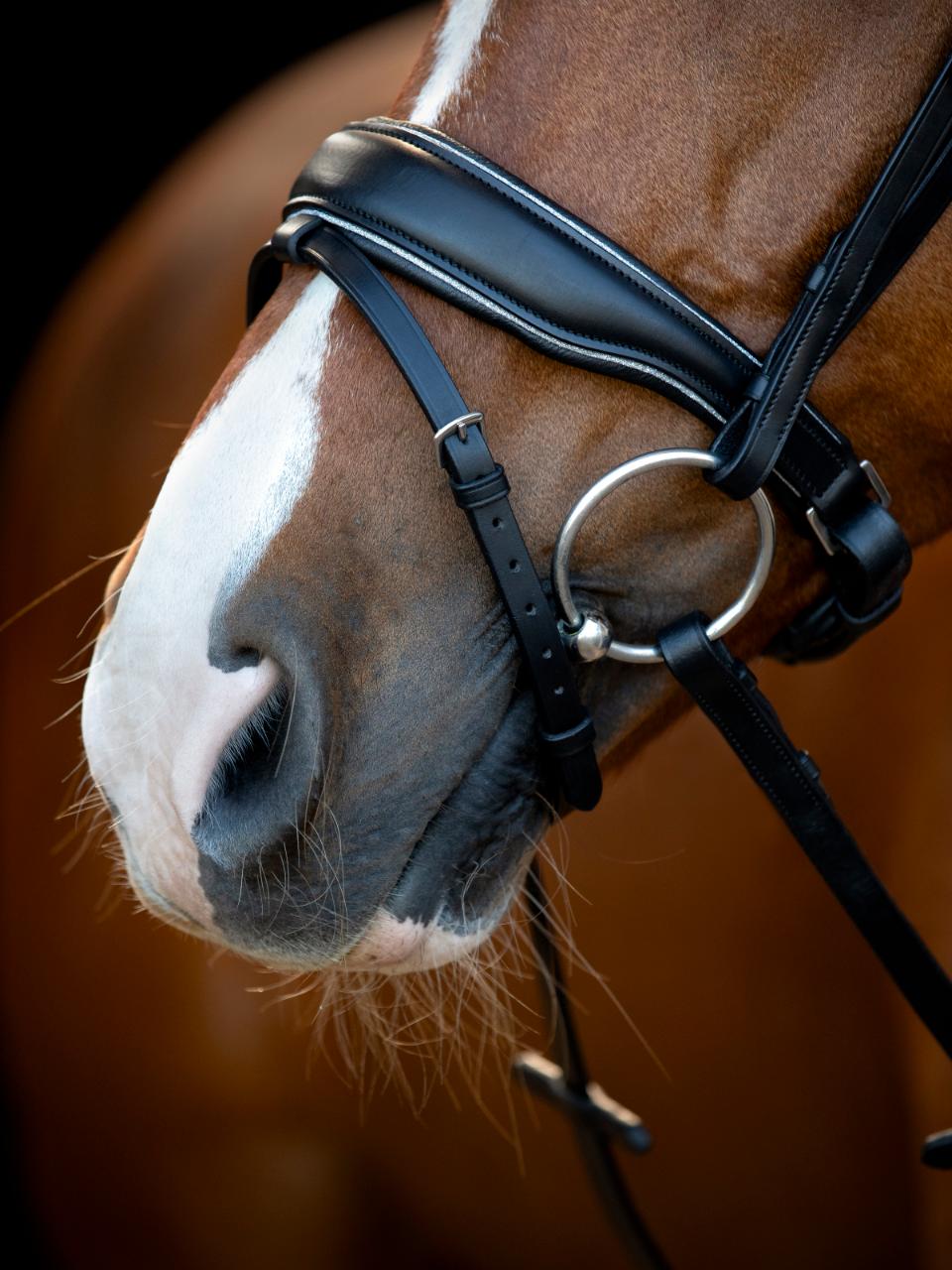 HorseGuard Cryll 25.1 bridle with pull-back and flash, Black, COB