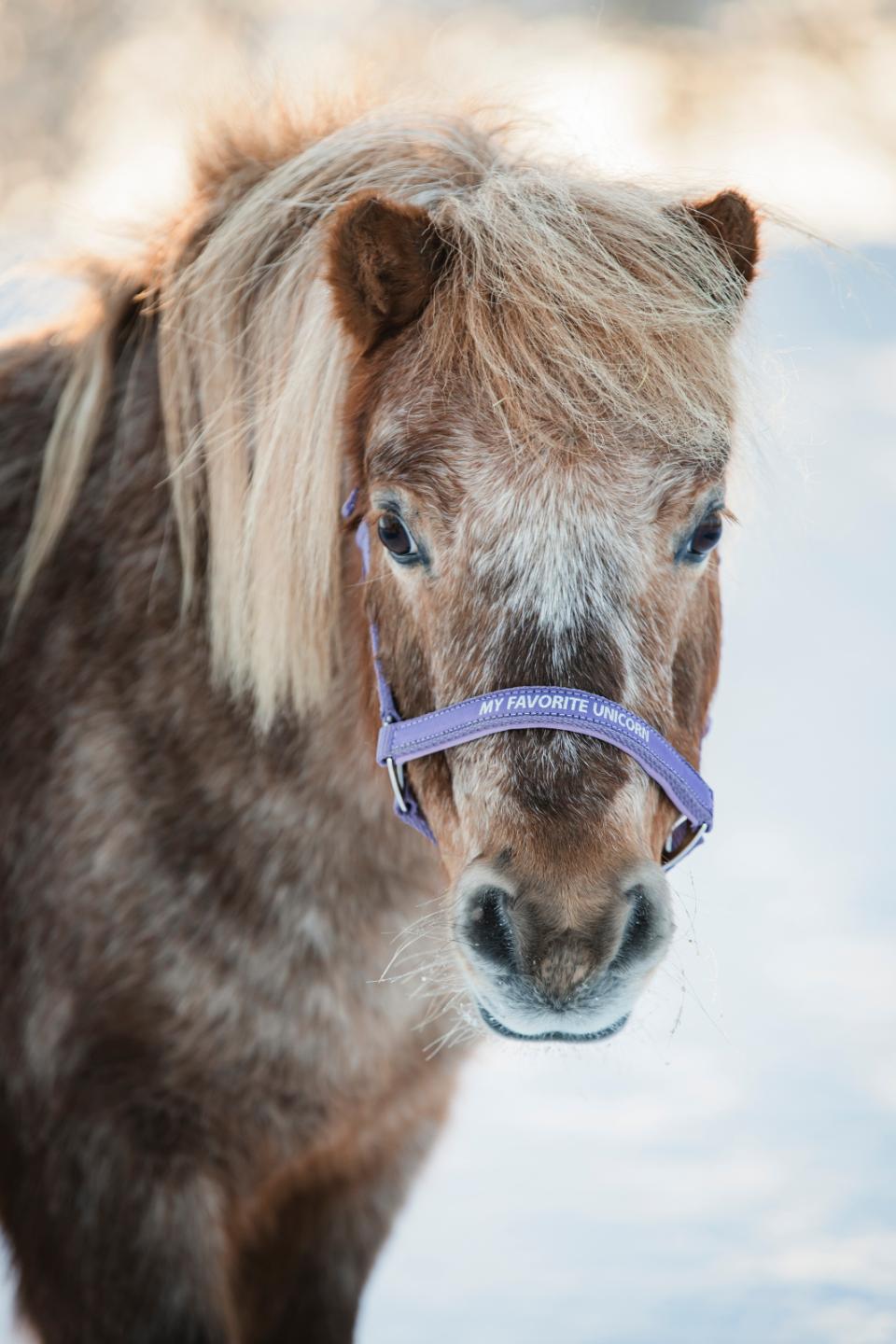HorseGuard Malva halter, PONY, SHETLAND