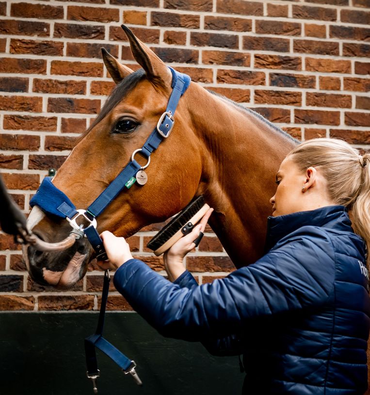 Horseware® Signature Grooming Headcollar