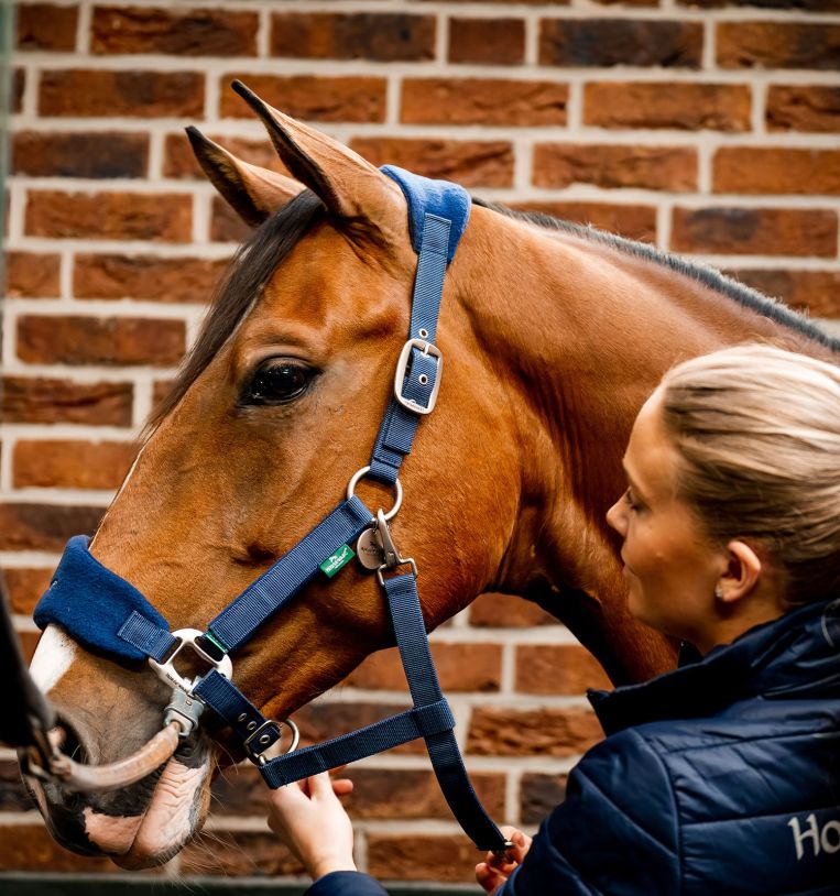 Horseware® Signature Grooming Headcollar