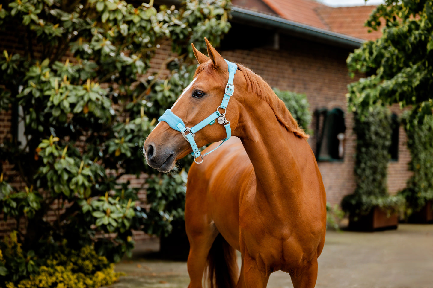 Horseware® Signature Grooming Headcollar