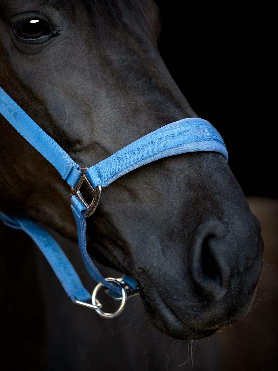 HorseGuard Diya halter 2.0, Pony, Coronet Blue