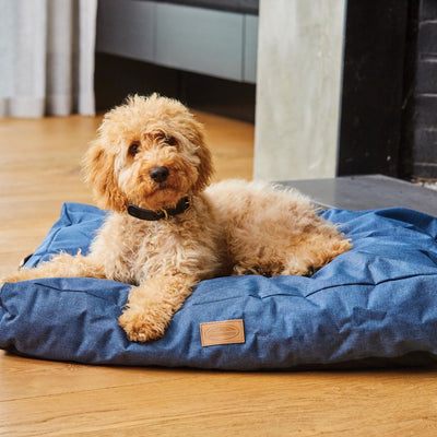 Pet Accessories & Beds