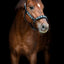 CATAGO Vanamo leather halter, pearl pattern, COB