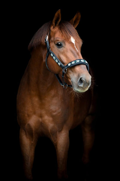 CATAGO Vanamo leather halter, pearl pattern, COB