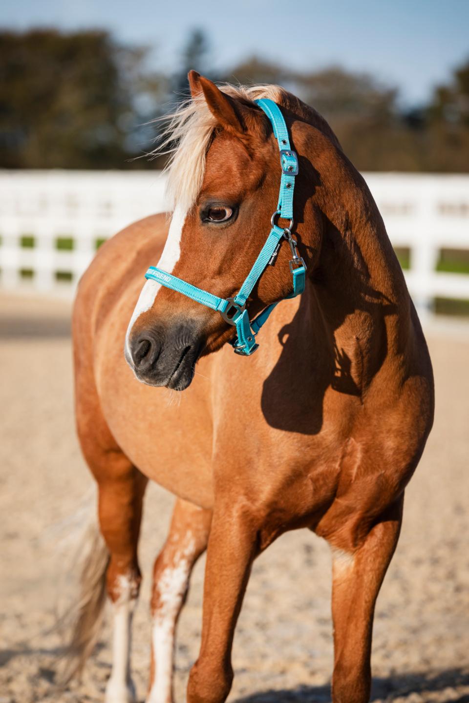 Horse Guard Malva halter "My Best Friend", Pony