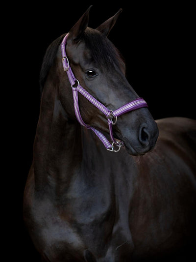 HorseGuard Cole halter, Italian Plum