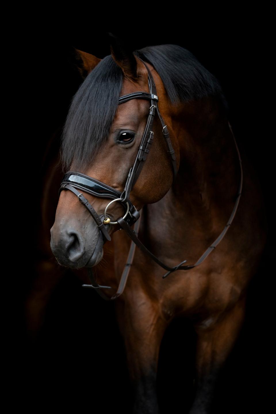 HorseGuard CRYLL 24.1 bridle with flash and pullback, brown, pony