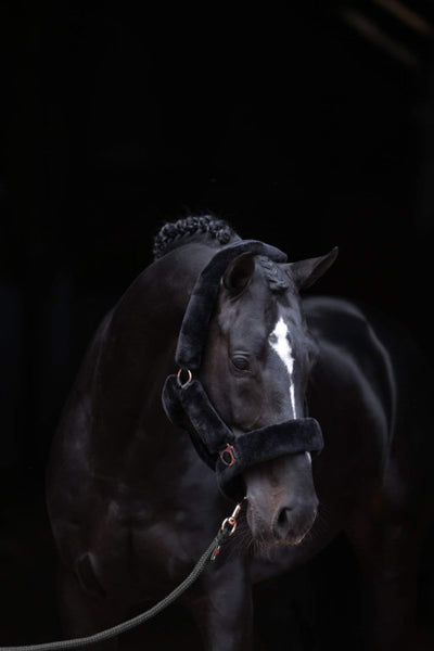SuperSoft horse halter, black, Covalliero, COB