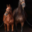 Halter TopLine, black, Cob