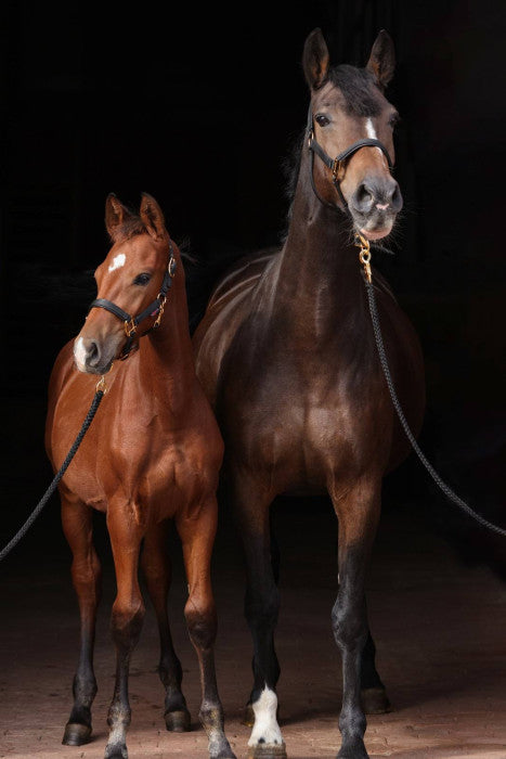 Halter TopLine, black, Cob