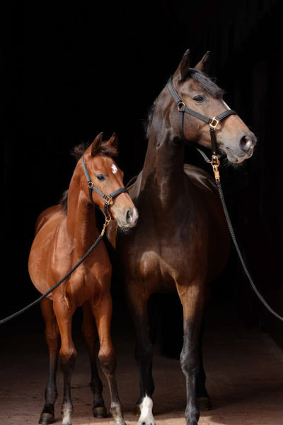 Halter TopLine, black, Cob