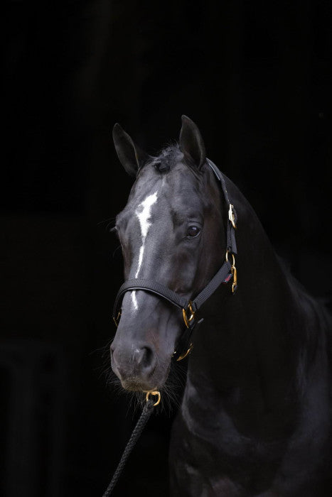 Halter TopLine, black, Cob
