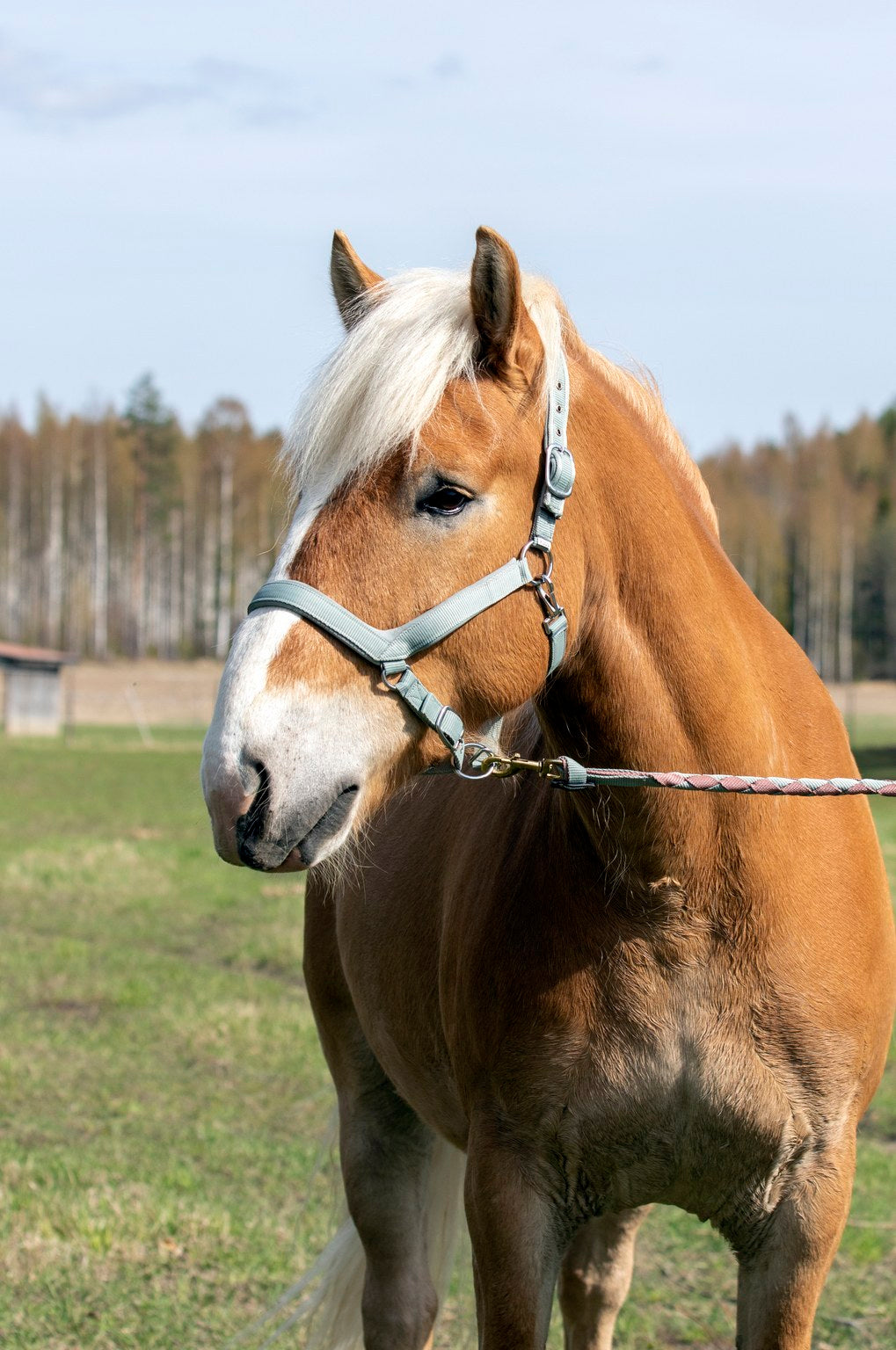 WAHLSTEN PADDOCK NYLON HALTER WITH PADDING