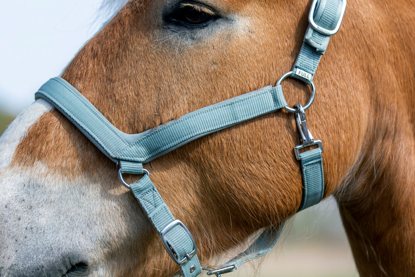 WAHLSTEN PADDOCK NYLON HALTER WITH PADDING