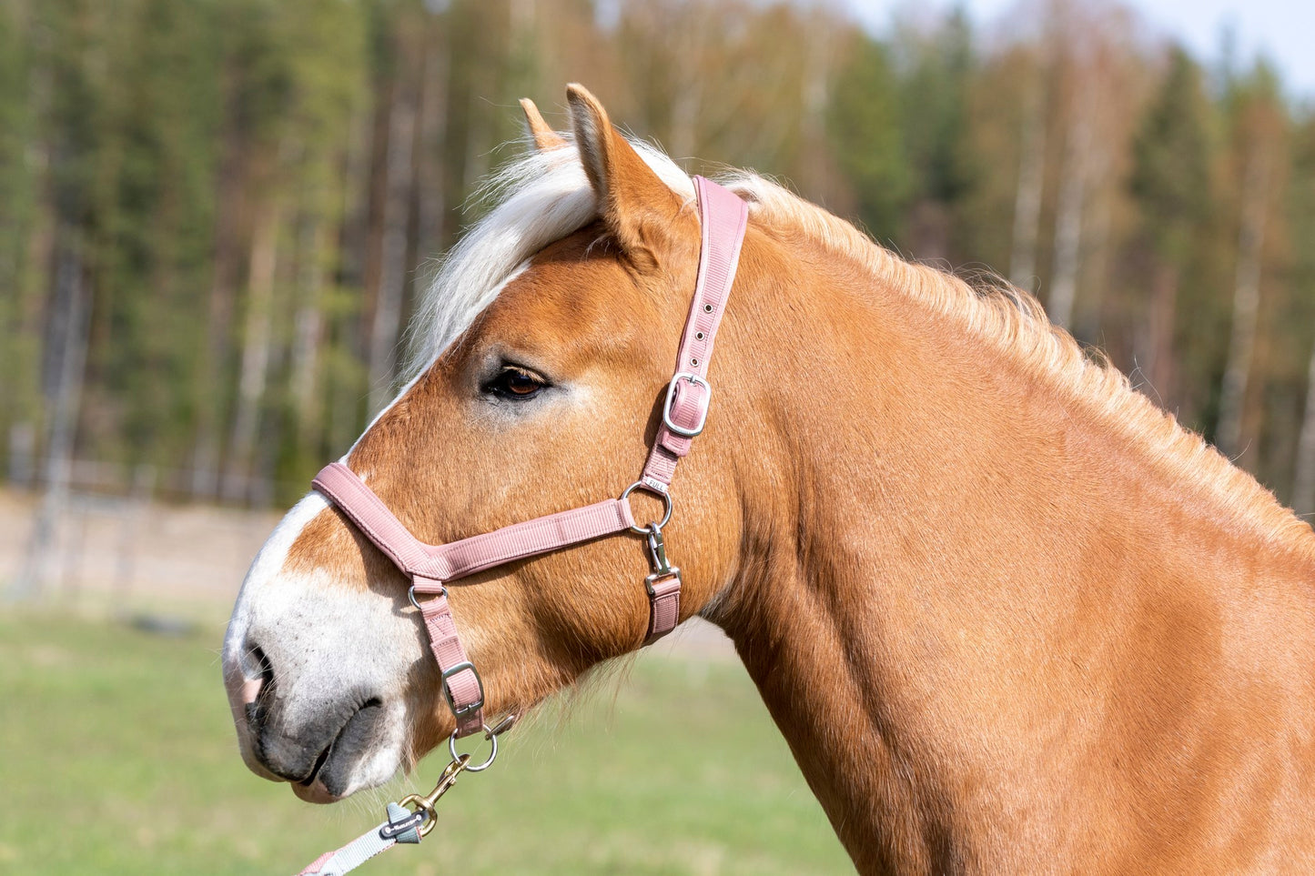 WAHLSTEN PADDOCK NYLON HALTER WITH PADDING