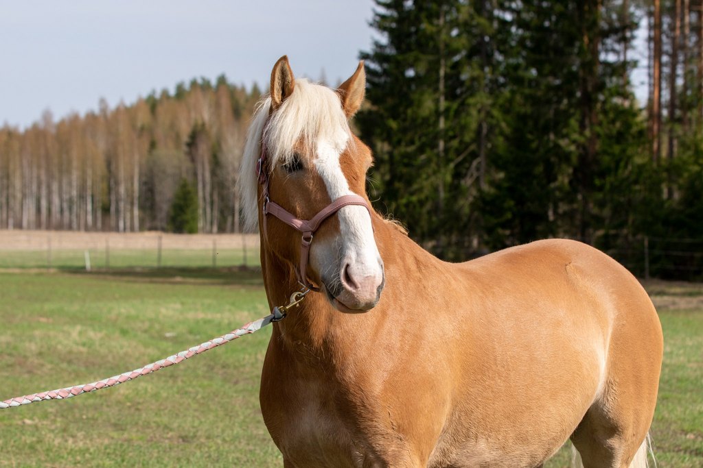 WAHLSTEN PADDOCK NYLON HALTER WITH PADDING