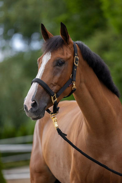 Halter TopLine, black, Cob