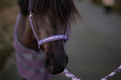 HorseGuard Malva halter, PONY, SHETLAND