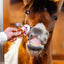 CANDY HORSE PRETZELS WITH ICING, THE VALENTINE'S DAY  COLLECTION