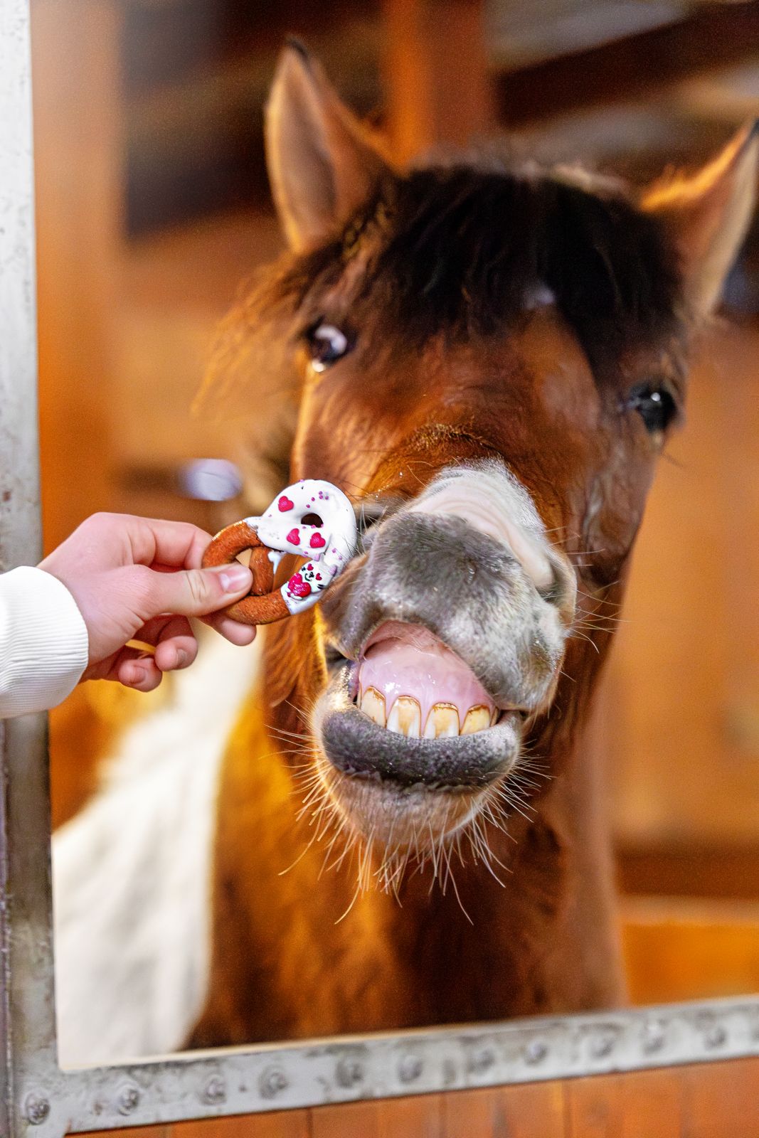 CANDY HORSE PRETZELS WITH ICING, THE VALENTINE'S DAY  COLLECTION