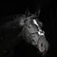 Bridle Cancun black, FULL