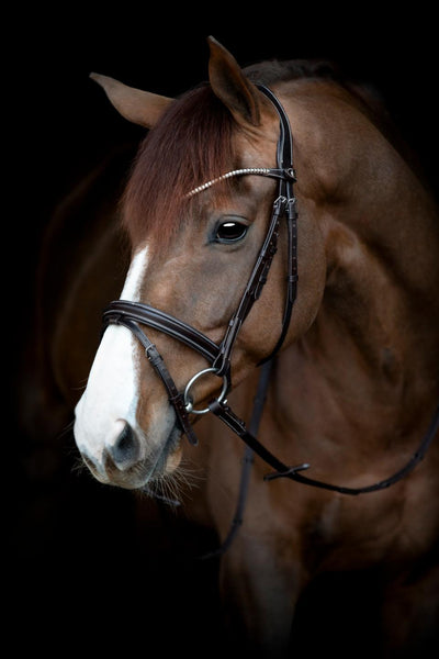 CATAGO Brooklyn bridle, brown, full