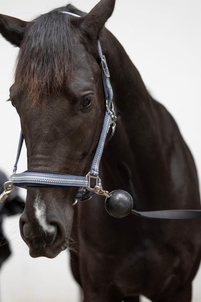 Horse Guard Wall strap with protecting rubber ball