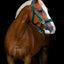 HorseGuard Diya halter 2.0, COB, Ponderosa Pine