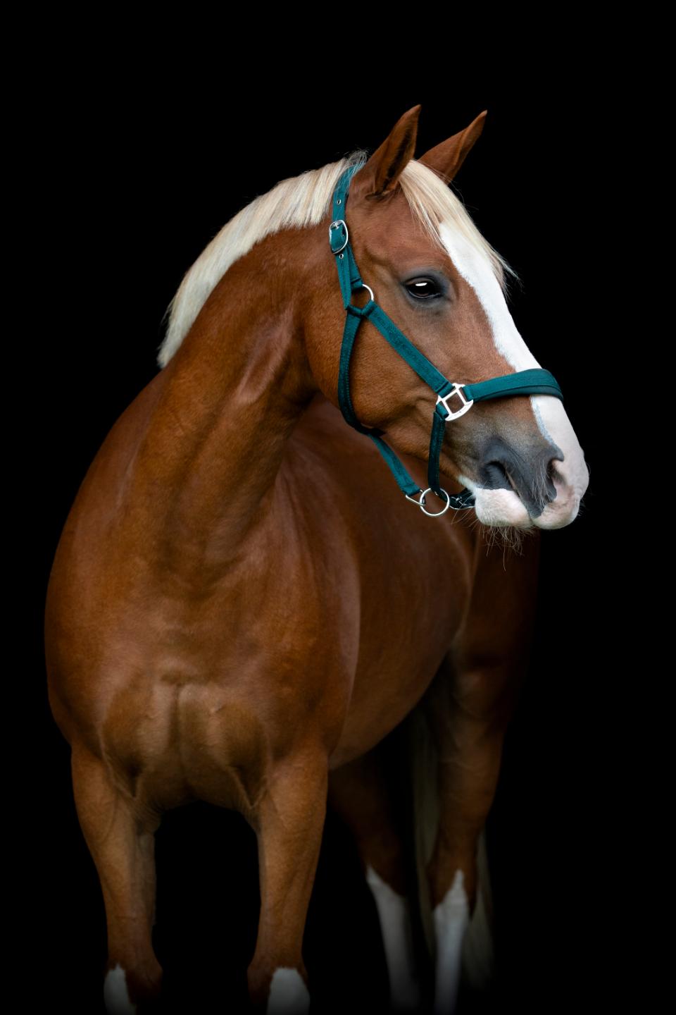 HorseGuard Diya halter 2.0, COB, Ponderosa Pine