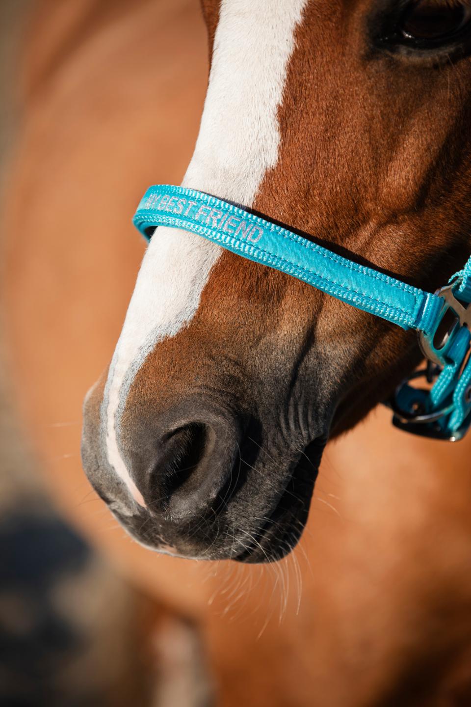 Horse Guard Malva halter "My Best Friend", Pony