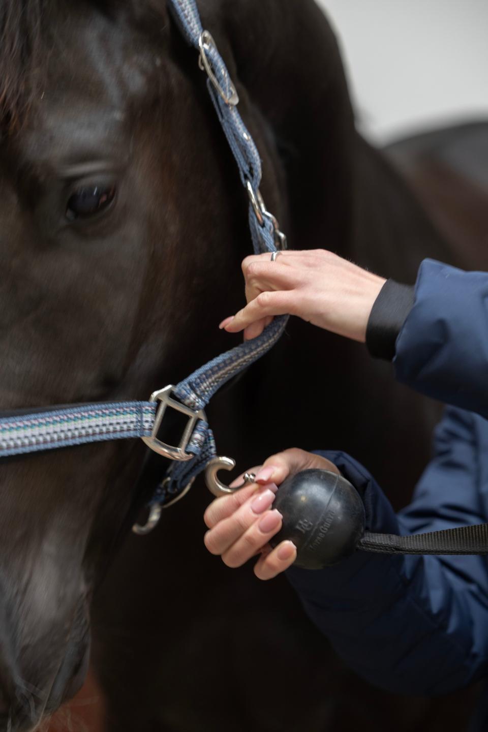 Horse Guard Wall strap with protecting rubber ball