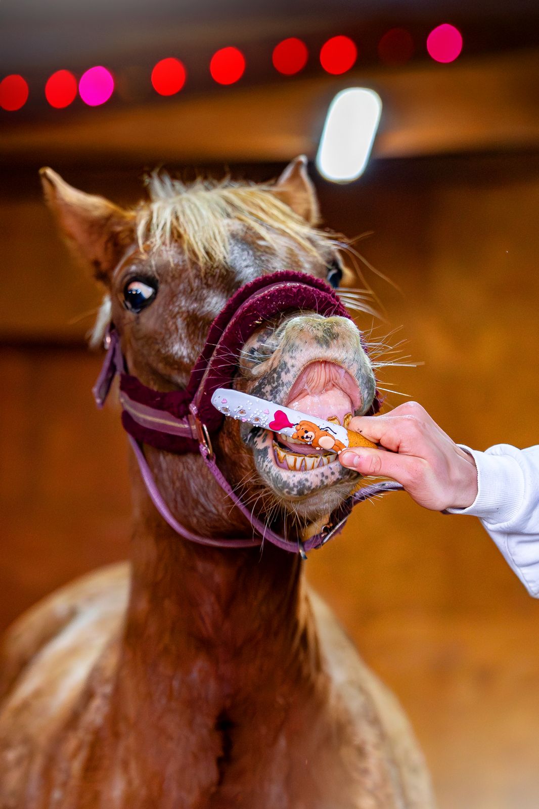 CANDY HORSE STICKS WITH ICING, THE VALENTINE'S DAY COLLECTION