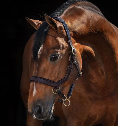 Rambo® Micklem® Headcollar, Brown, Horse