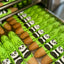 CANDY HORSE STICKS WITH ICING, JUNGLE COLLECTION